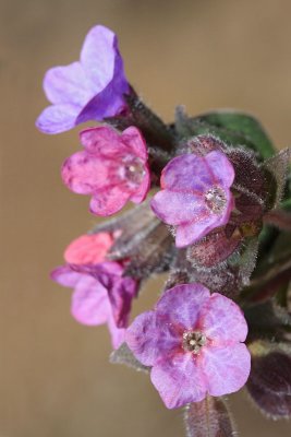  Common lungwort Pulmonaria officinalis navadni pljunik_MG_6909-11.jpg