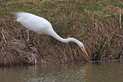 Great white egret Egretta alba velika bela aplja_MG_8180-11.jpg