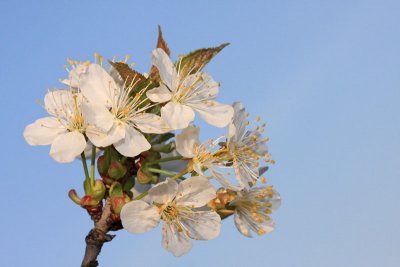 Wild cherry Prunus avium divja enja_MG_0034-11.jpg