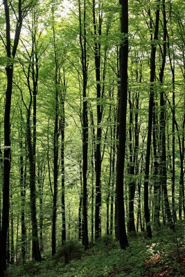 Beech forest bukov gozd_MG_9650-11.jpg