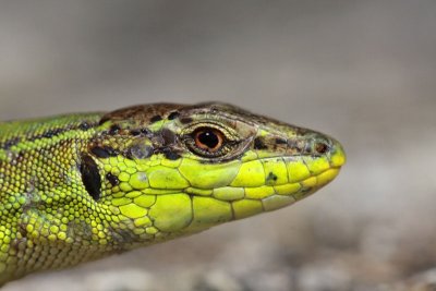 Italian wall lizard Podarcis siculus primorska kuarica_MG_8953-11.jpg