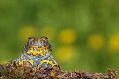 Yellow-bellied toad Bombina variegata hribski urh_MG_1610-11.jpg