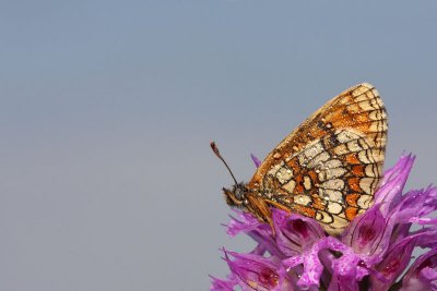 Heath fritillary Melitaea athalia navadni pisanek_MG_1849-11.jpg