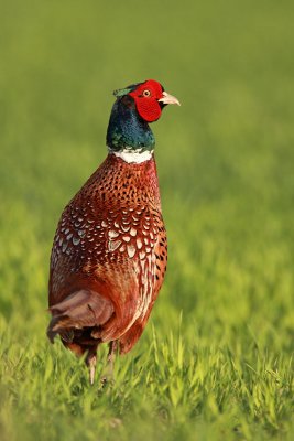 Ring-necked pheasant Phasianus colchicus fazan_MG_0388-11.jpg