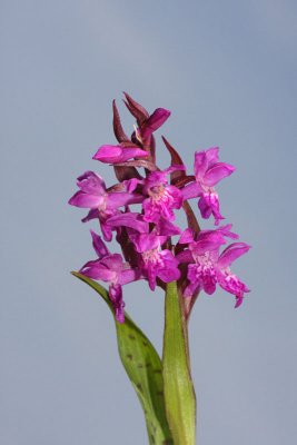 Western marsh-orchid Dactylorhiza majalis majska prstasta kukavica_MG_2695-11.jpg