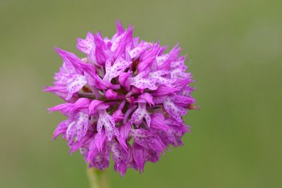 Three-toothed orchid Orchis tridentata trizoba kukavica_MG_0099-11.jpg