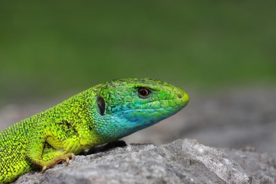 Western green lizard Lacerta bilineata zahodnoevropski zelenec_MG_2549-11.jpg