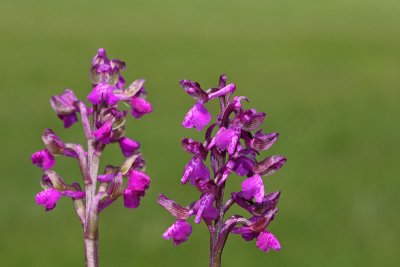 Green-winged orchid Orchis morio navadna kukavica_MG_2670-11.jpg