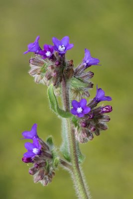 Common bugloss Anchusa officinalis navadni volovski jezik_MG_9936-11.jpg