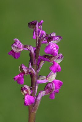 Green-winged orchid Orchis morio navadna kukavica_MG_2640-11.jpg