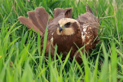 Eurasian marsh harrier Circus aeruginosus rjavi lunj_MG_0919-11.jpg