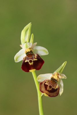 Late spider-orchid Ophrys holoserica mrjeliko maje uho_MG_0112-11.jpg