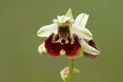 Late spider-orchid Ophrys holoserica mrjeliko maje uho_MG_0076-11.jpg