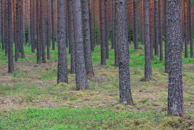Pine forest borov gozd_MG_2001-11.jpg