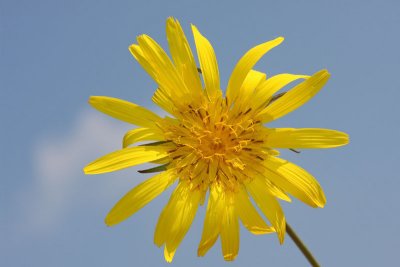 Meadow salsify Tragopogon pratensis kozja brada_MG_2366-11.jpg