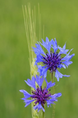 Cornflower Centaurea cyanus modri glavinec plavica_MG_9844-11.jpg