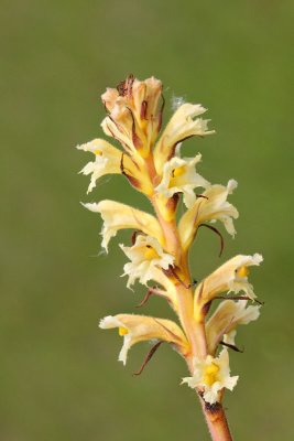 Broom-rape Orobanche sp. pojalnik_MG_0067-11.jpg