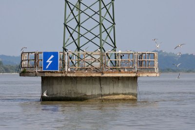 Common tern colony kolonija navadne igre_MG_2642-11.jpg