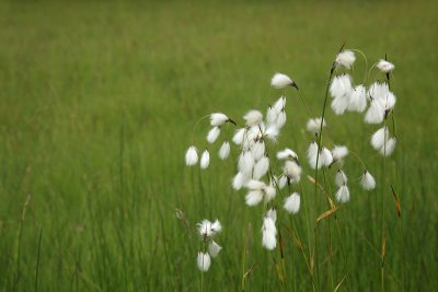 Broad-leaved cottongrass Eriophorum latifolium irokolistni munec_MG_0486-11.jpg