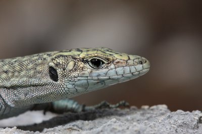 Sharp-snouted lizard Dalmatolacerta (Lacerta) oxycephala ¹iloglavka_MG_2746-11.jpg