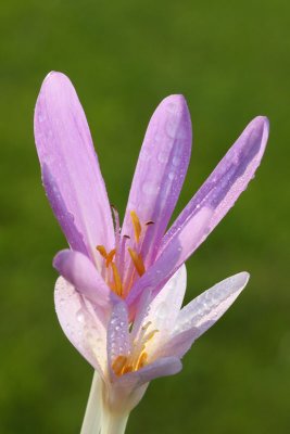 Meadow saffron Colchicum autumnale jesenski podlesek_MG_6144-11.jpg