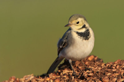 White wagtail Motacilla alba bela pastirica_MG_8819-11.jpg