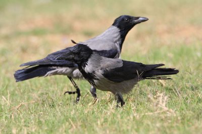 Hooded crow Corvus cornix siva vrana_MG_8129-11.jpg