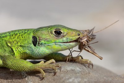 Western green lizard Lacerta bilineata zahodnoevropski zelenec_MG_6395-11.jpg