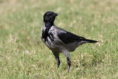 Hooded crow Corvus cornix siva vrana_MG_8174-11.jpg