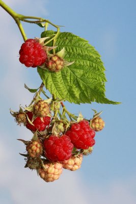 Raspberry malina_MG_5881-11.jpg