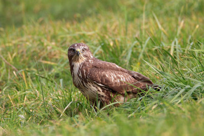 Common buzzard Buteo buteo kanja_MG_8429-11.jpg