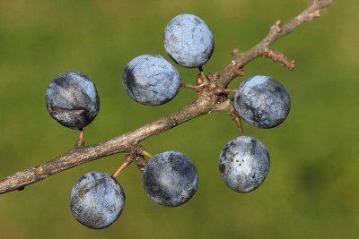 Blackthorn Prunus spinosa črni trn_MG_8551-11.jpg