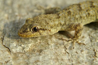 Kotschy's Gecko Mediodactylus kotschyi egejski goloprstnik-0096-11.jpg