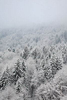 Winter forest zimski gozd_MG_5947-11.jpg