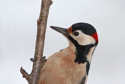 Great spotted woodpecker Dendrocops major veliki detel_MG_9380-11.jpg