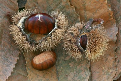 Sweet chestnut Castanea sativa pravi kostanj_MG_7757-11.jpg