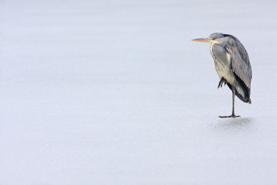 Grey heron Ardea cinerea siva čaplja_MG_9552-11.jpg