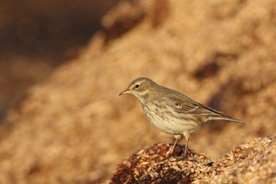 Water pipit Anthus spinoletta vriskarica_MG_8608-11.jpg