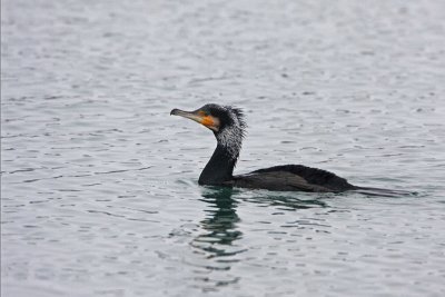 Great cormorant Phalacrocorax carbo veliki kormoran_MG_9727-11.jpg