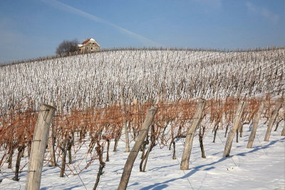 Vineyard in winter vinograd pozimi_MG_6358-11.jpg