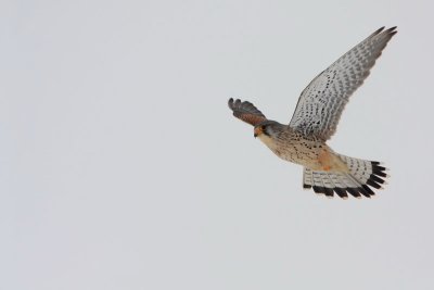 Common kestrel Falco tinnunculus navadna postovka_MG_0182-11.jpg