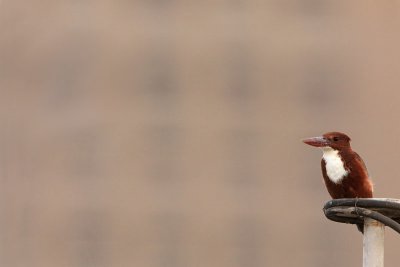 White-throated kingfisher Halcyon smyrnensis izmirski gozdomec_MG_8099-11.jpg