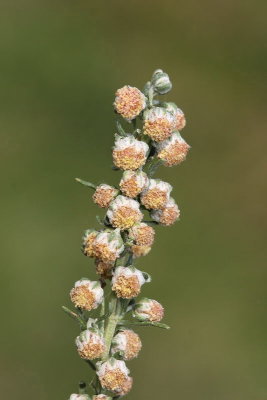 Artemisia alba beli pelin_MG_6652-11.jpg