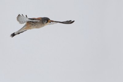 Common kestrel Falco tinnunculus navadna postovka_MG_0089-11.jpg