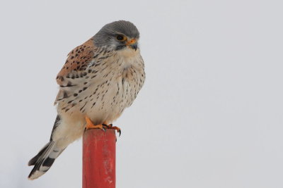 Common kestrel Falco tinnunculus navadna postovka_MG_0100-111.jpg