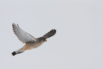 Common kestrel Falco tinnunculus navadna postovka_MG_0096-11.jpg
