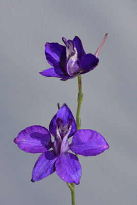 Forking larkspur Consolida regalis poljski ostroľnik_MG_7119-11.jpg