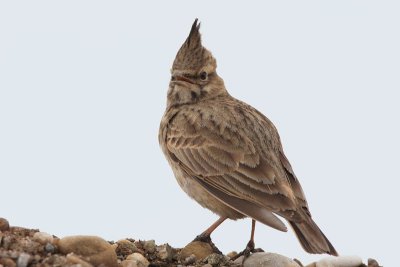 Crested lark Galerida cristata čopasti krjanec_MG_1506-11.jpg