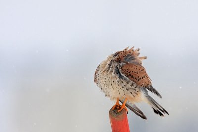 Common kestrel Falco tinnunculus navadna postovka_MG_0011-11.jpg