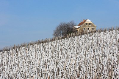 Vineyard and house vinograd in hi�a_MG_9984-11.jpg